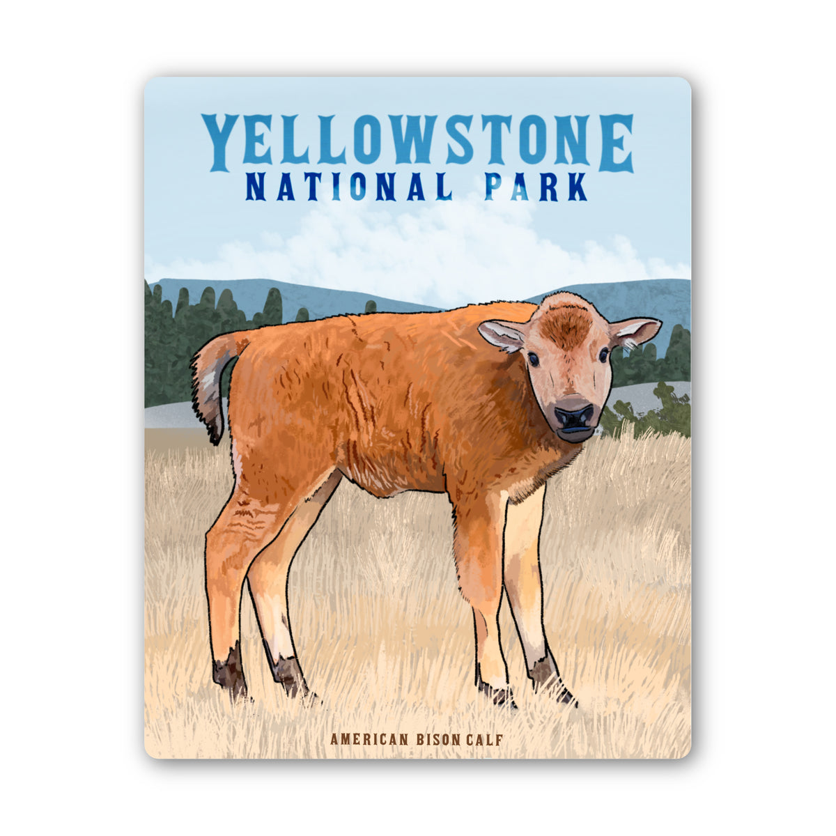 Yellowstone Bison Calf