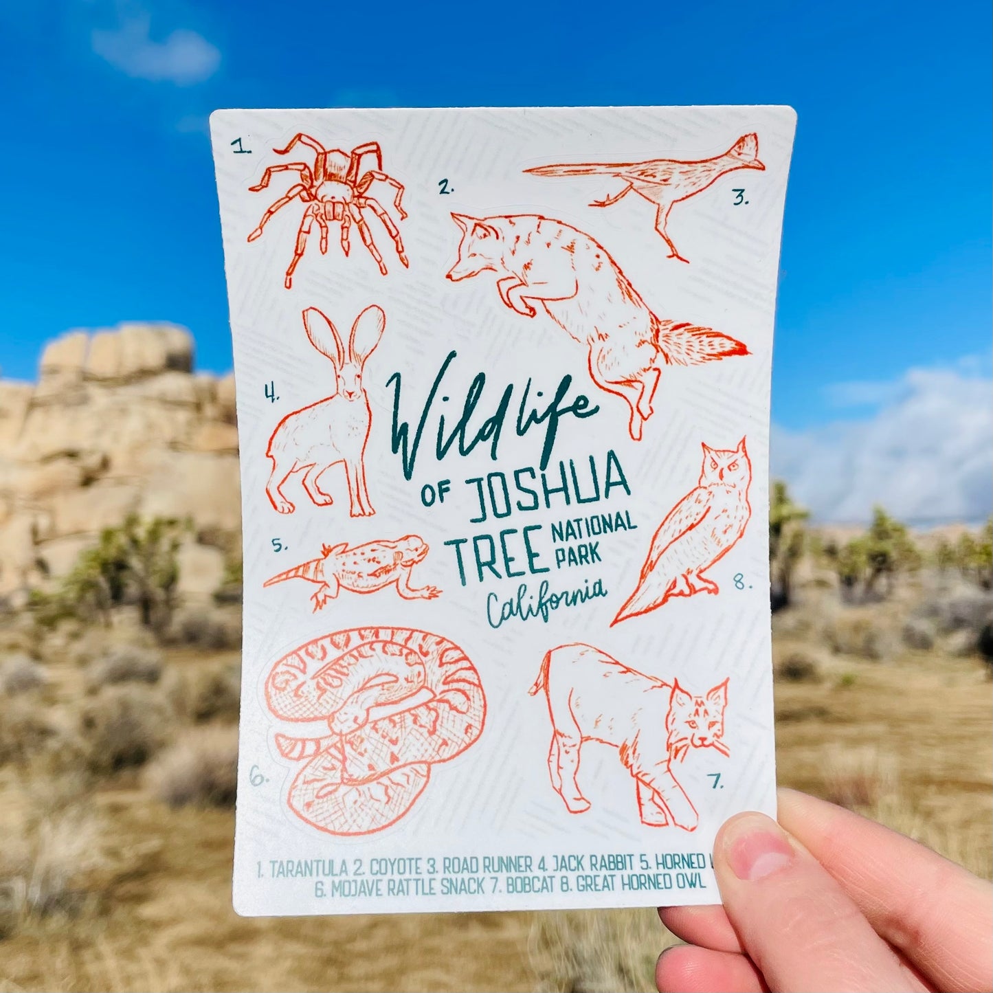 Wildlife of Joshua Tree National Park - Sticker Sheet