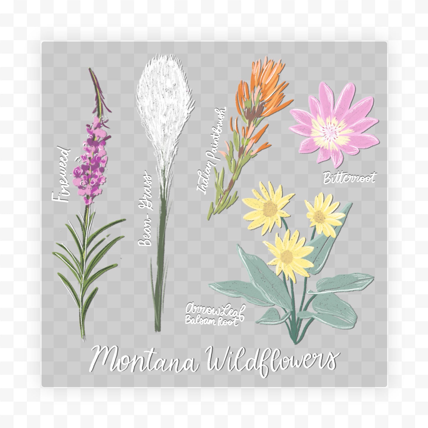 Montana Wildflowers
