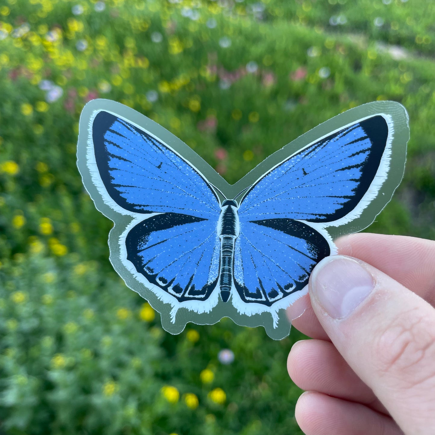 Western Tailed Blue Butterfly Sticker