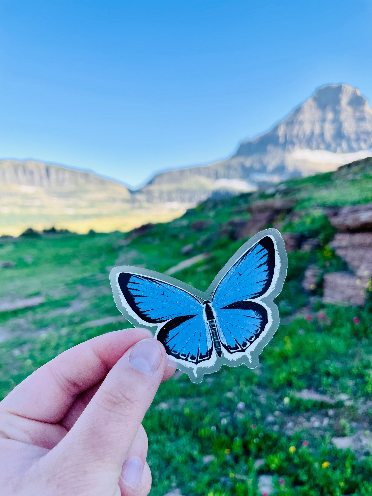 Western Tailed Blue Butterfly Sticker