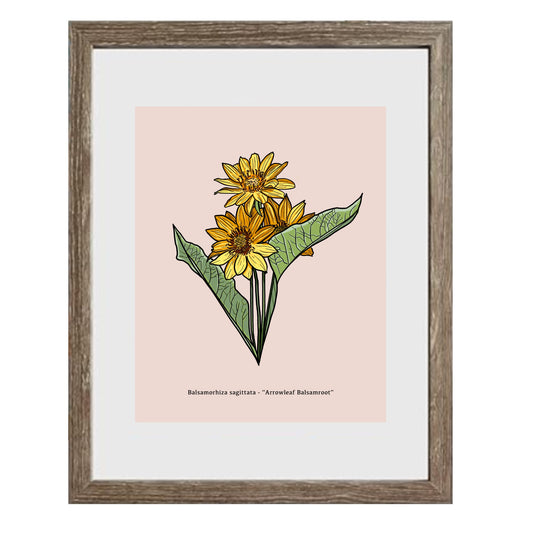 Arrowleaf Balsamroot Art Print