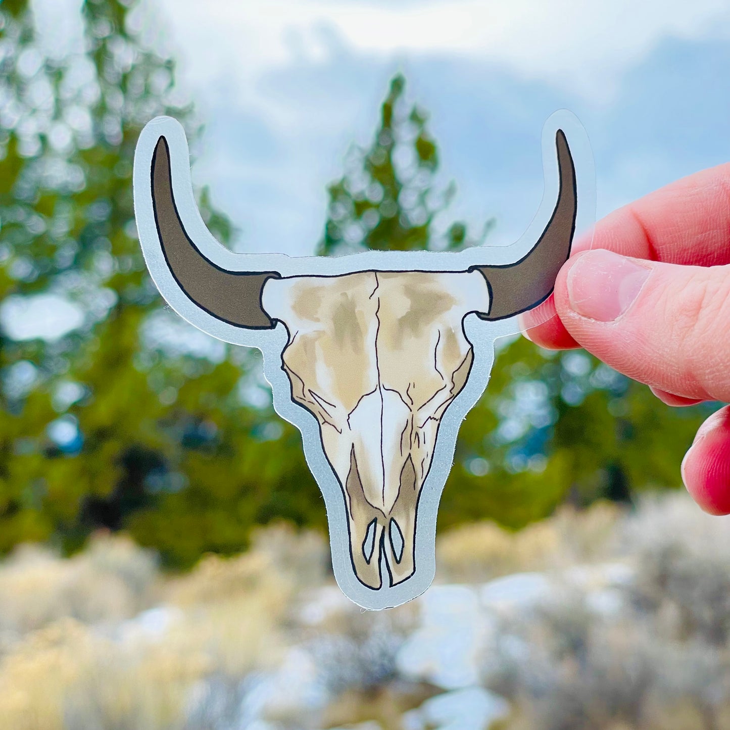 Bull Skull